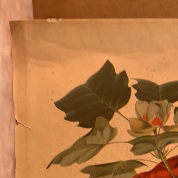 Vintage Summer Central South American Tanager Bird Pair foliage rustic art print - Picture 3 of 5